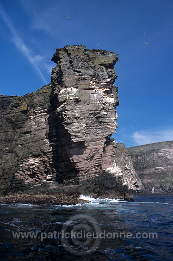 Noss National Nature Reserve, Shetland - Reserve nationale de Noss  13225