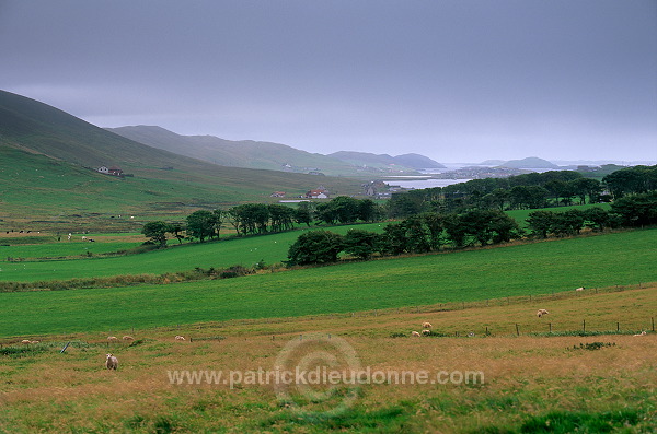 Tree plantation, Kergord Valley, Mainland, Shetland. - Plantations à Kergord  13316