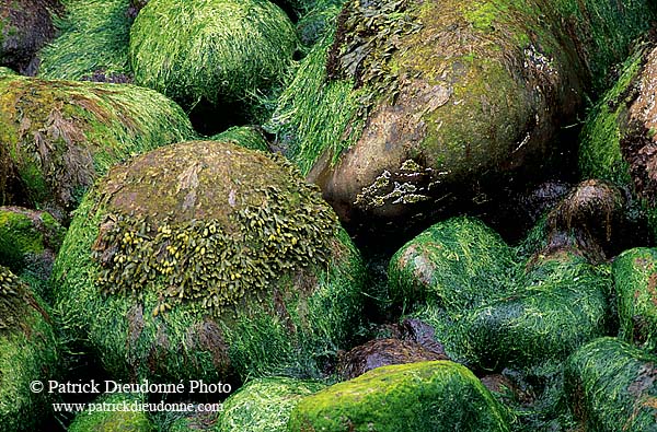 Rocks and algae, Shetland, Scotland - Rochers et algues, Shetland 13492