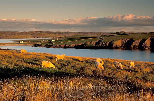 Sheep near Hillswick, Eshaness, Shetland - Moutons près de Hillswick  13536