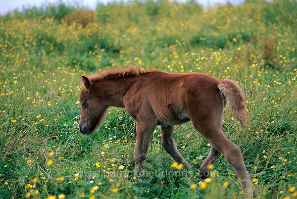 Shetland pony, Shetland - Poney des Shetland, Ecosse  13787