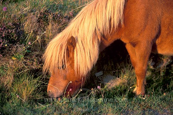 Shetland pony, Shetland - Poney des Shetland, Ecosse  13802