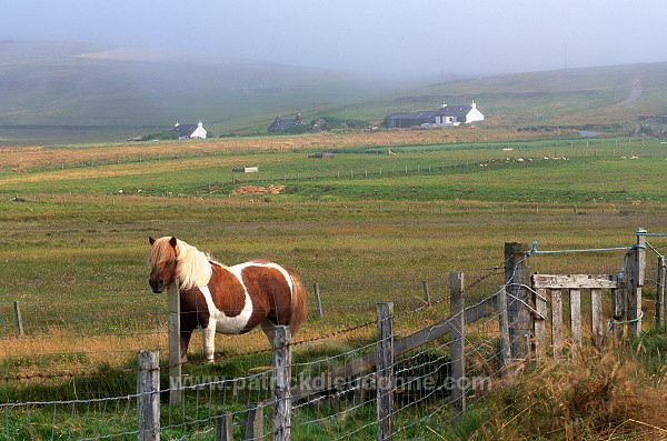 Shetland pony, Shetland - Poney des Shetland, Ecosse  13803