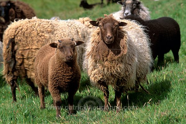 Shetland sheep, Shetland, Scotland -  Mouton, Shetland  13889