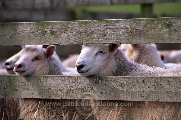 Shetland sheep, Shetland, Scotland -  Mouton, Shetland  13892