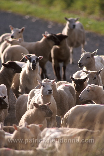 Shetland sheep, Shetland, Scotland -  Mouton, Shetland  13897