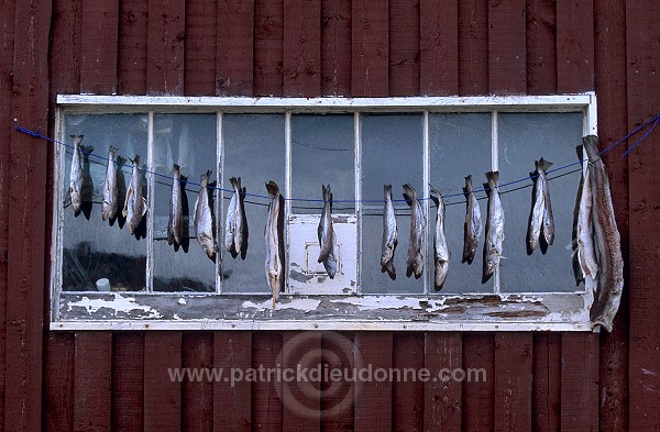 Fish drying, at Voe, Mainland, Shetland, Scotland - Poissons séchant  13931