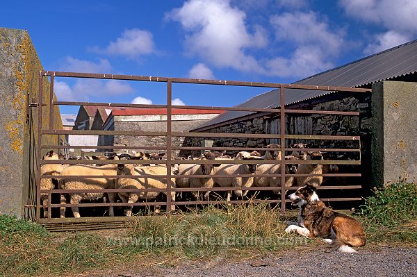 Sheepdog, Shetland, Scotland - Berger des Shetland  13934