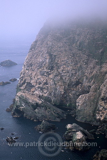 Hermaness Nature Reserve, Unst, Shetland - Hermaness, Shetland  13997