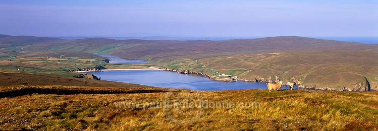Burra Firth and sheep, Unst, Shetland - Baie de Burra Firth et moutons  14125