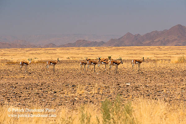Springboks, Sossusvlei, Namibia - Springboks, desert du Namib 14374