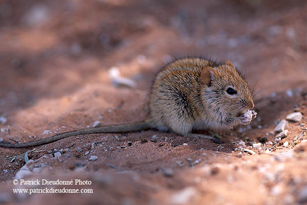 Striped mouse, Sossusvlei, Namibia - Souris rayée, desert du Namib - 14377