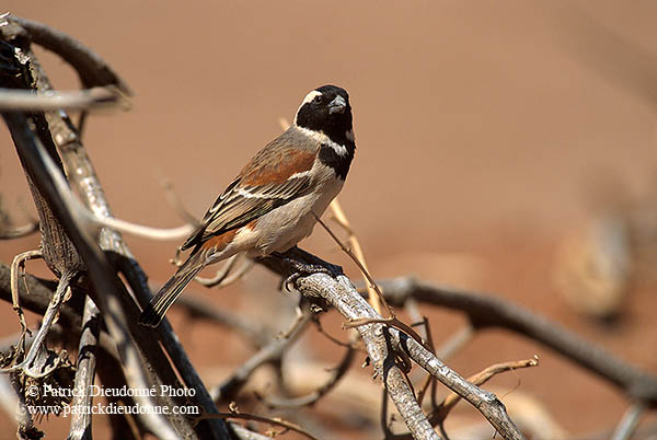 Cape Sparrow, Sossusvlei, Namibia - Moineau du Cap, desert du Namib - 14379