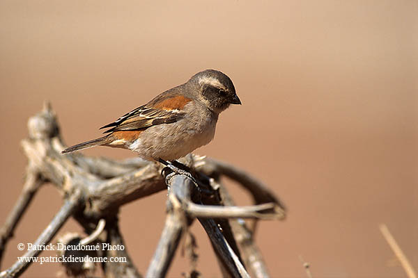 Cape Sparrow, Sossusvlei, Namibia - Moineau du Cap, desert du Namib - 14381