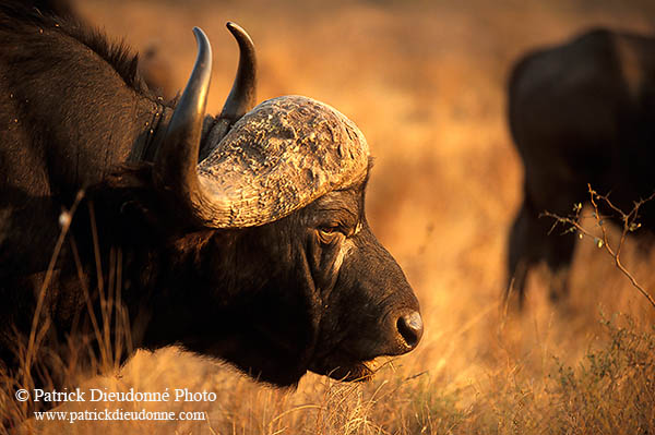 Buffalo (African), head, Kruger NP, S. Africa -  Buffle africain  14461