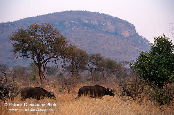 Buffalo (African), herd, Kruger NP, S. Africa -  Buffle africain  14464