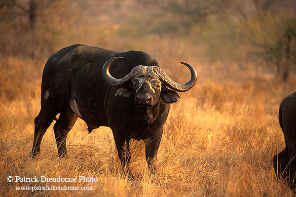 Buffalo (African), Kruger NP, S. Africa -  Buffle africain  14465