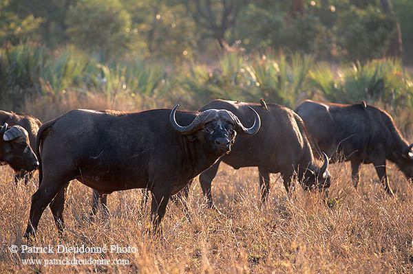 Buffalo (African), herd, Kruger NP, S. Africa -  Buffle africain  14467