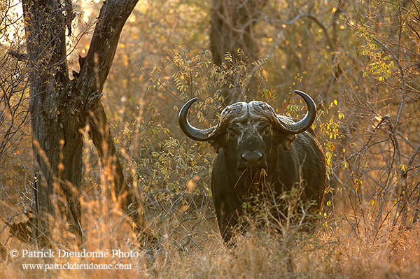 Buffalo (African), Kruger NP, S. Africa - Buffle africain 14472