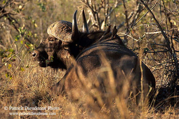 Buffalo (African), Kruger NP, S. Africa -  Buffle africain  14476