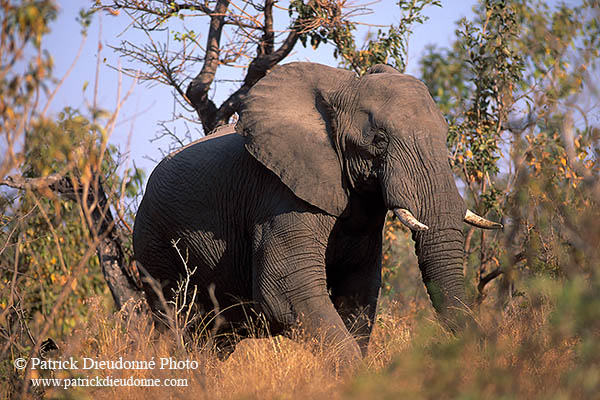 African Elephant, Kruger NP, S. Africa - Elephant africain  14556