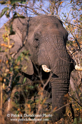 African Elephant, Kruger NP, S. Africa - Elephant africain  14558
