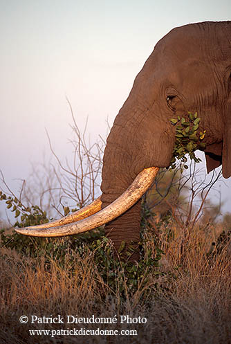 African Elephant, Kruger NP, S. Africa - Elephant africain  14565