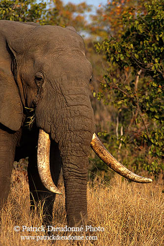 African Elephant, Kruger NP, S. Africa - Elephant africain  14566