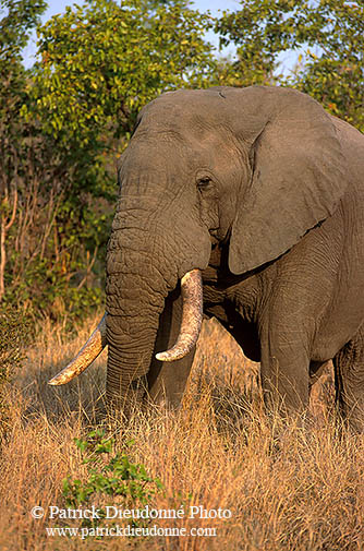 African Elephant, Kruger NP, S. Africa - Elephant africain  14567
