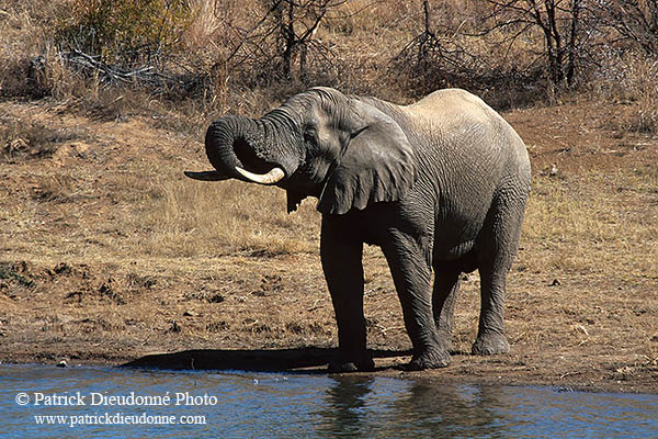 African Elephant, Kruger NP, S. Africa - Elephant africain  14571