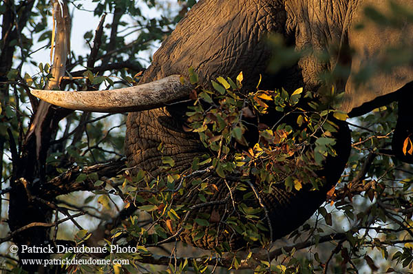 African Elephant, Kruger NP, S. Africa - Elephant africain  14574