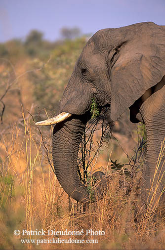 African Elephant, Kruger NP, S. Africa - Elephant africain  14577
