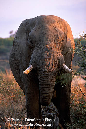 African Elephant, Kruger NP, S. Africa - Elephant africain  14588