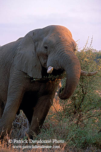 African Elephant, Kruger NP, S. Africa - Elephant africain  14589