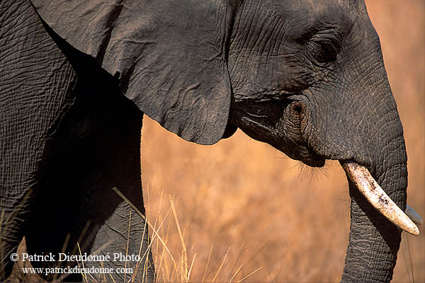 African Elephant, Kruger NP, S. Africa - Elephant africain  14590