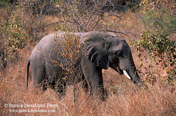 African Elephant, Kruger NP, S. Africa - Elephant africain  14591
