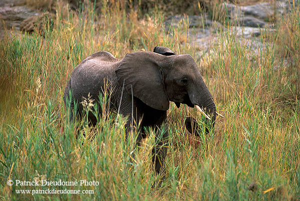 African Elephant, Kruger NP, S. Africa - Elephant africain  14612