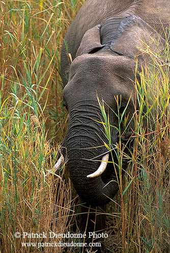 African Elephant, Kruger NP, S. Africa - Elephant africain  14609