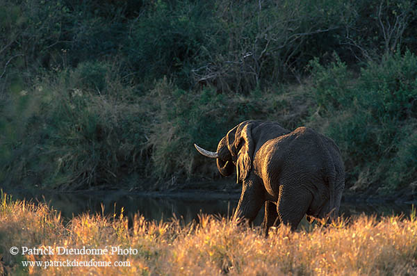African Elephant, Moremi, Botswana - Elephant africain  14618