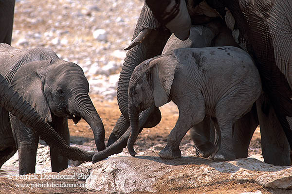 African Elephant, Etosha NP, Namibia - Elephant africain  14635