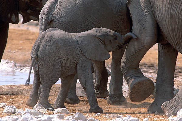 African Elephant, Etosha NP, Namibia - Elephant africain  14643