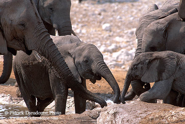 African Elephant, Etosha NP, Namibia - Elephant africain  14637