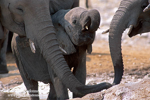 African Elephant, Etosha NP, Namibia - Elephant africain  14640