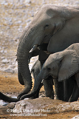 African Elephant, Etosha NP, Namibia - Elephant africain  14646