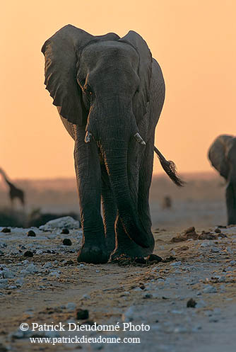 African Elephant, Etosha NP, Namibia - Elephant africain  14647