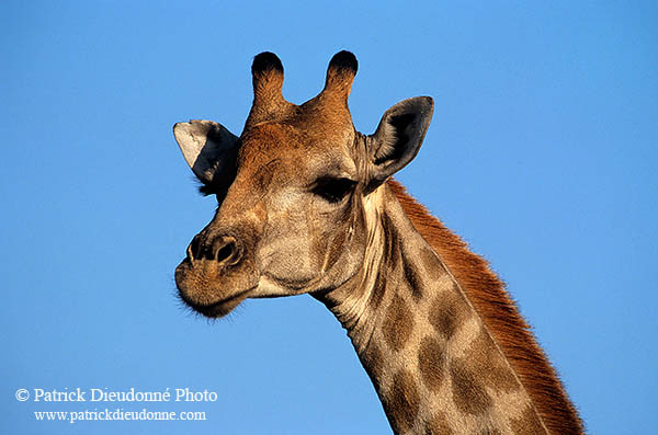 Giraffe, Kruger NP, S. Africa -  Girafe  14690