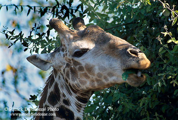 Giraffe browsing, Kruger NP, S. Africa -  Girafe broutant  14692