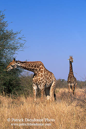 Giraffe courtship, Kruger NP, S. Africa -  Girafe, cour  14704