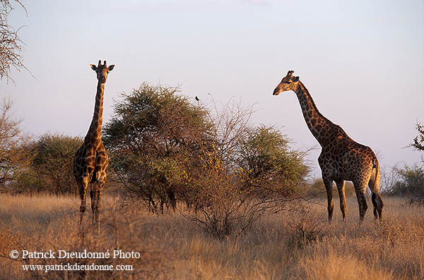 Giraffe courtship, Kruger NP, S. Africa -  Girafe, cour  14706