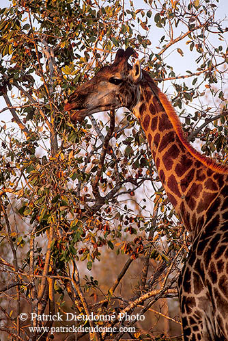 Giraffe browsing, Kruger NP, S. Africa -  Girafe broutant  14716
